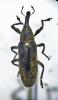 Lixus pulverulentus